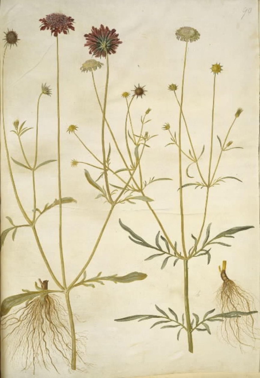 Scabiosa atropurpurea (enkeblomst); Scabiosa columbaria (due-skabiose) 作者 汉斯-西蒙·霍尔茨贝克