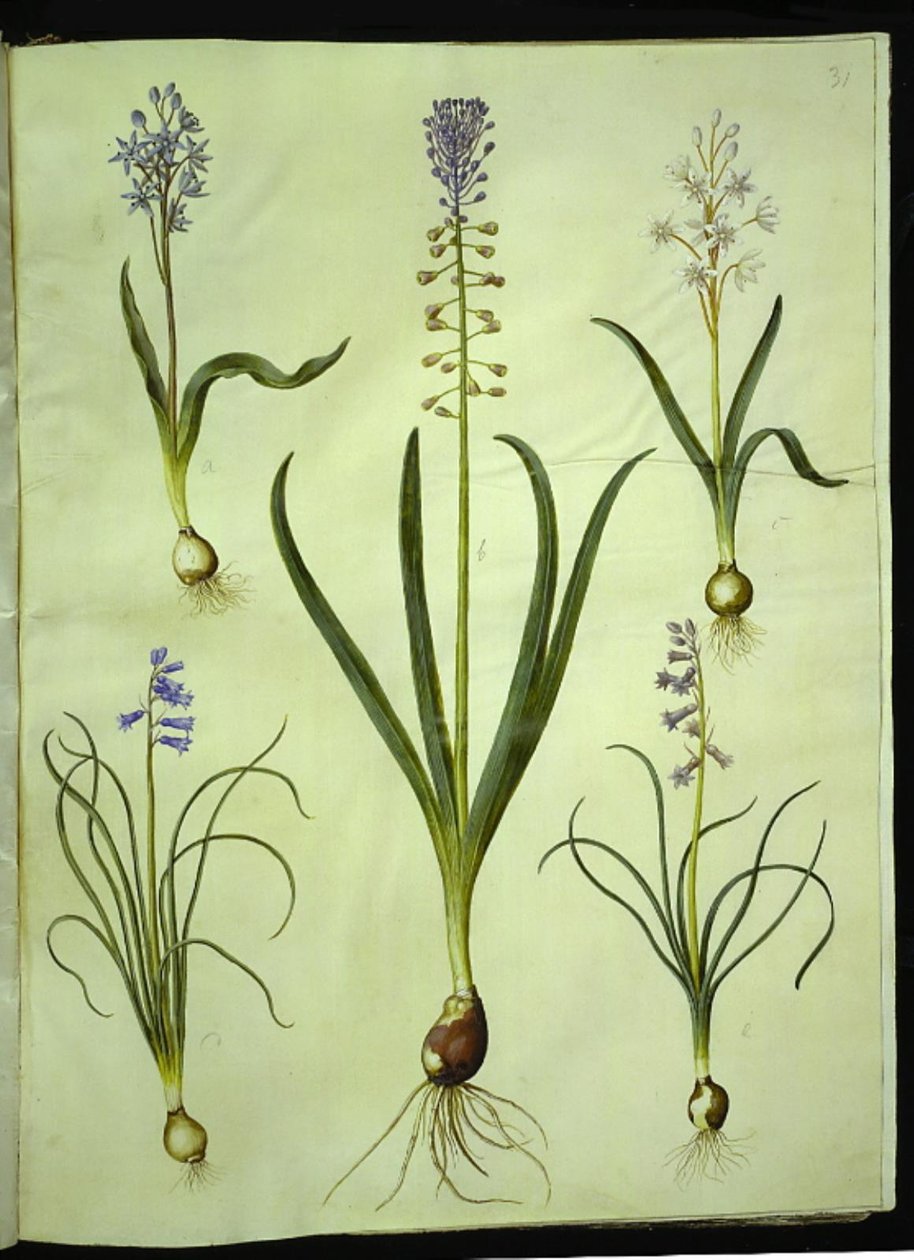 Scilla bifolia（双叶紫苏）；Muscari comosum（流苏风信子）；Brimeura amethystina（比利牛斯风信子） 作者 汉斯-西蒙·霍尔茨贝克