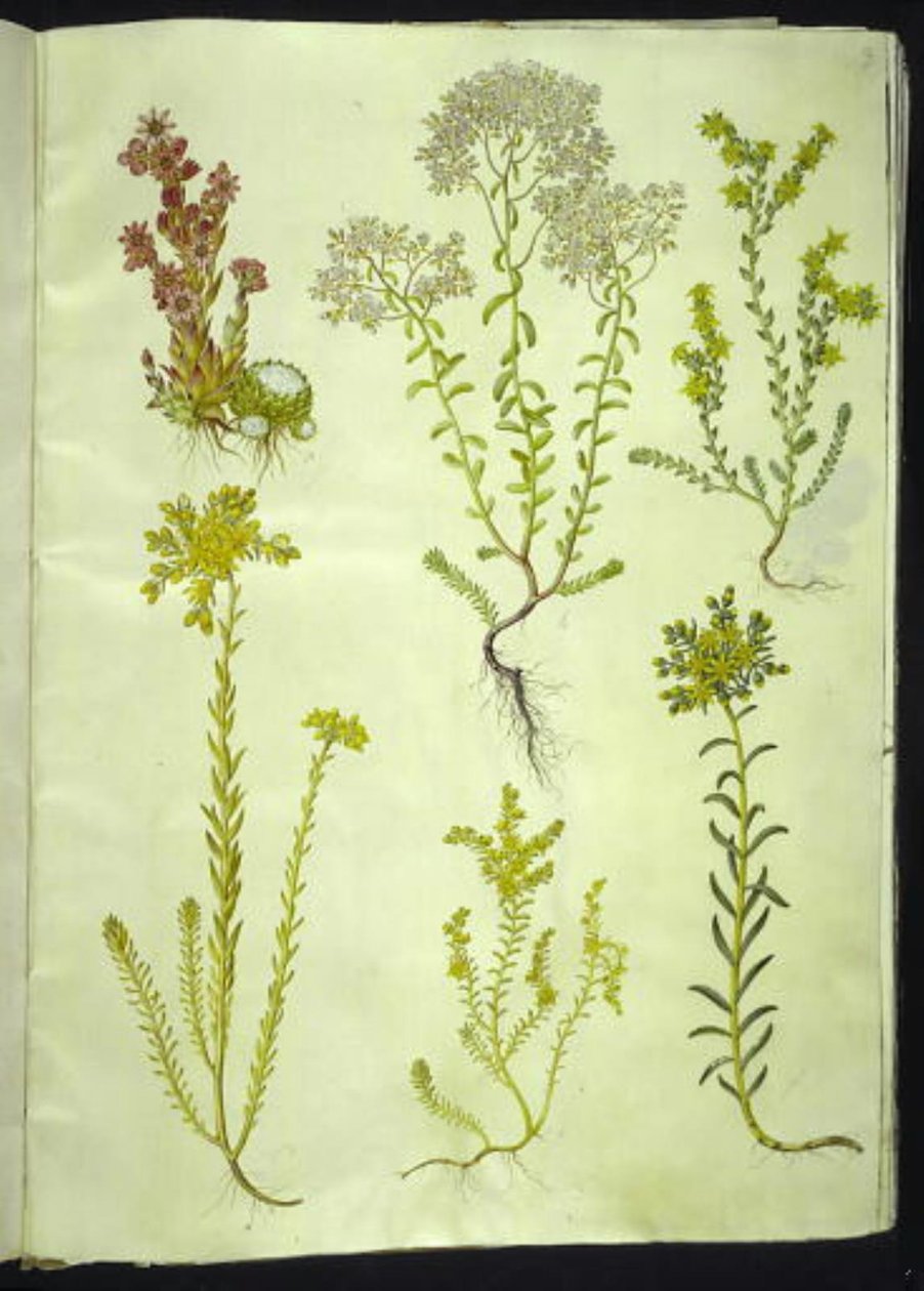 Sempervivum arachnoideum（蛛网草）；Sedum album（白色石竹）；Sedum acre（咬石竹）；Sedum rupestre（山石竹）；Sedum sexangulare（六行石竹） 作者 汉斯-西蒙·霍尔茨贝克