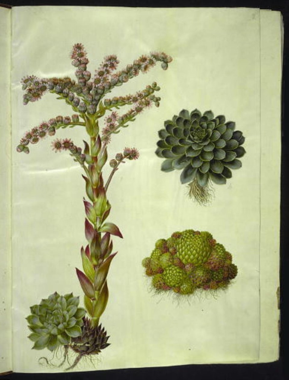 Sempervivum tectorum（普通洋葱）；Sempervivum montanum（山地洋葱） 作者 汉斯-西蒙·霍尔茨贝克