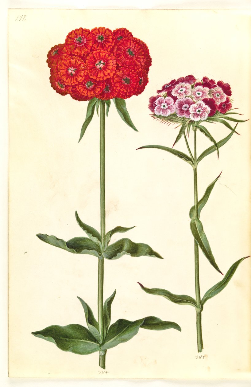 Silene chalcedonica（燃烧的爱）；Dianthus barbatus（学生康乃馨） 作者 汉斯-西蒙·霍尔茨贝克