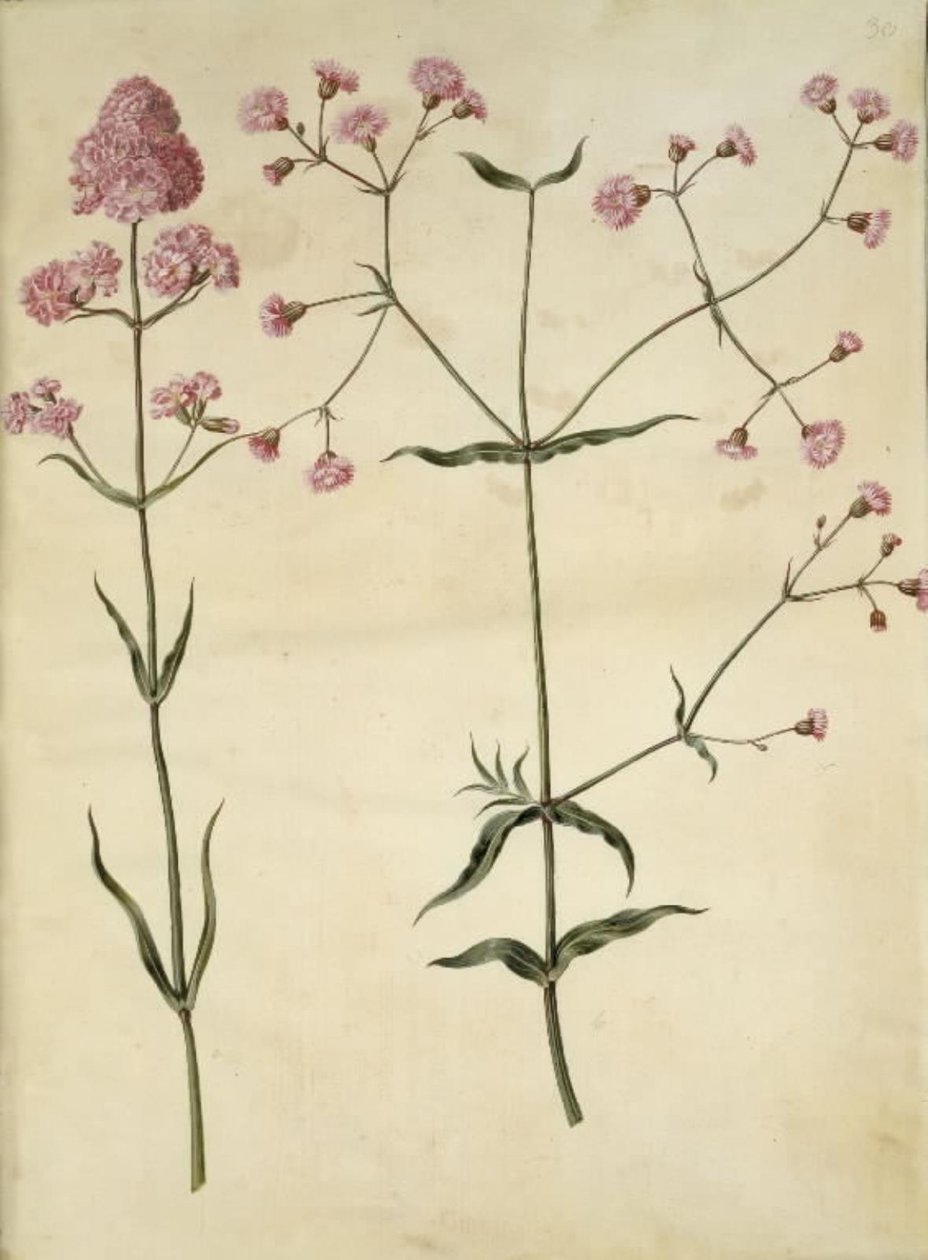 Silene viscaria（普通焦油康乃馨）；Silene（树冠） 作者 汉斯-西蒙·霍尔茨贝克