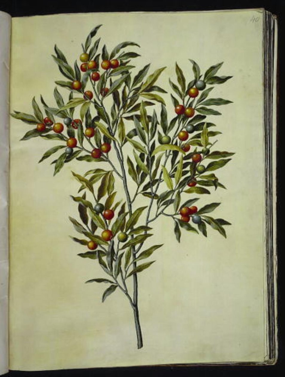 耶路撒冷醋栗（Solanum pseudocapsicum） 作者 汉斯-西蒙·霍尔茨贝克