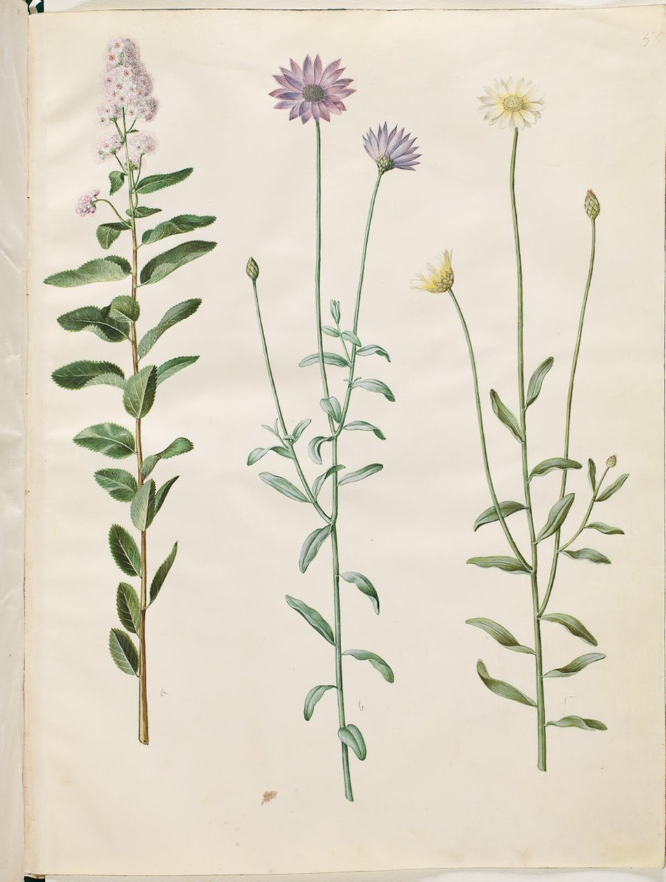 柳叶刺桐（Spiraea salicifolia）；蓝响尾蛇花（Catananche caerulea） 作者 汉斯-西蒙·霍尔茨贝克