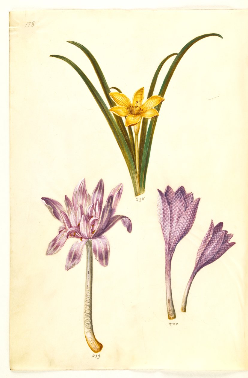 Sternbergia lutea (common sternbergia); Colchicum autumnale (autumn timeless); Colchicum variegatum (spotted timeless) 作者 汉斯-西蒙·霍尔茨贝克