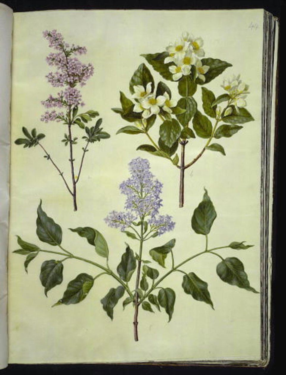 Syringa ×persica (Persian lilac); Philadelphus coronarius (sweet-smelling pipewood); Syringa vulgaris (common lilac) 作者 汉斯-西蒙·霍尔茨贝克