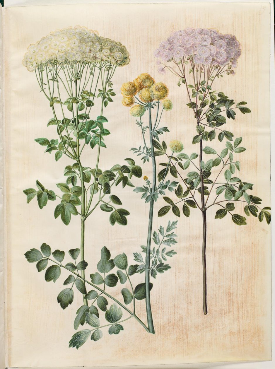 Thalictrum aquilegiifolium（耧斗菜种子星）；Thalictrum flavum（黄种子星） 作者 汉斯-西蒙·霍尔茨贝克