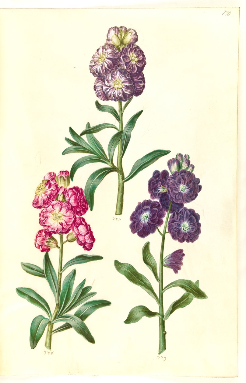 扉页。花环 作者 汉斯-西蒙·霍尔茨贝克