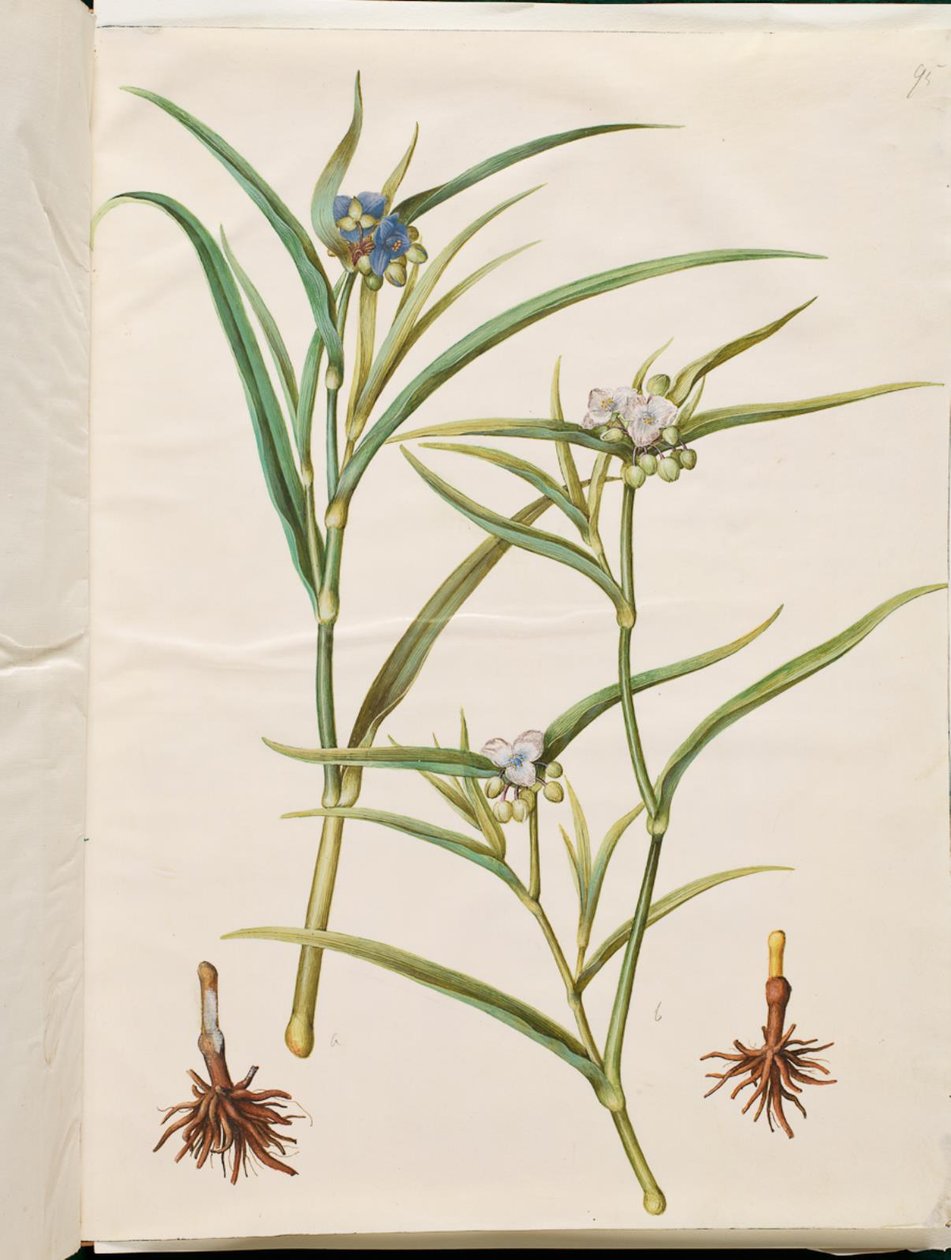 Tradescantia virginiana 或 Tradescantia ohiensis（花草甸或俄亥俄花草甸） 作者 汉斯-西蒙·霍尔茨贝克