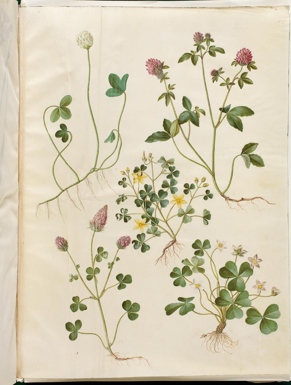 Trifolium repens（白三叶）；Trifolium pratense（红三叶）；Oxalis corniculata（绒毛酸三叶草）；Trifolium incarnatum（血三叶草）；Oxalis acetosella（酸三叶草） 作者 汉斯-西蒙·霍尔茨贝克