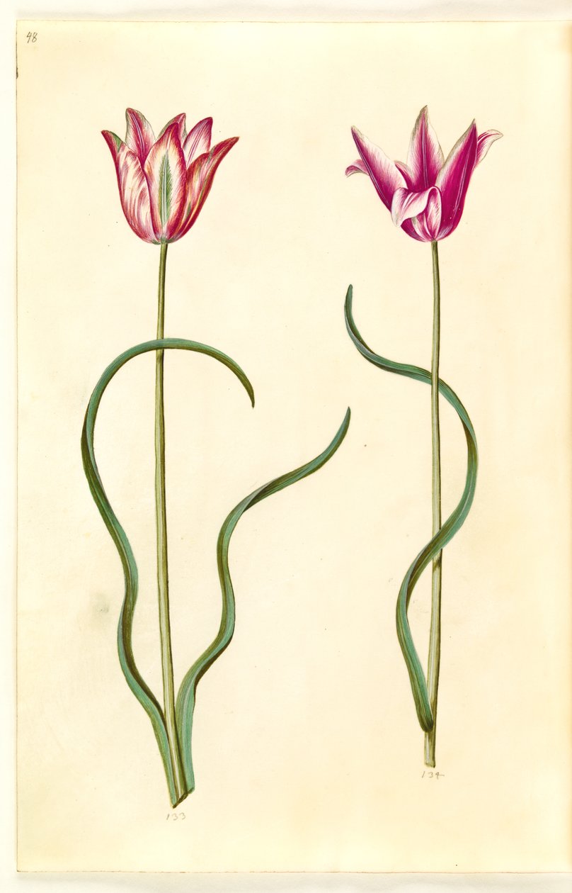 郁金香（clusius-tulipan） 作者 汉斯-西蒙·霍尔茨贝克