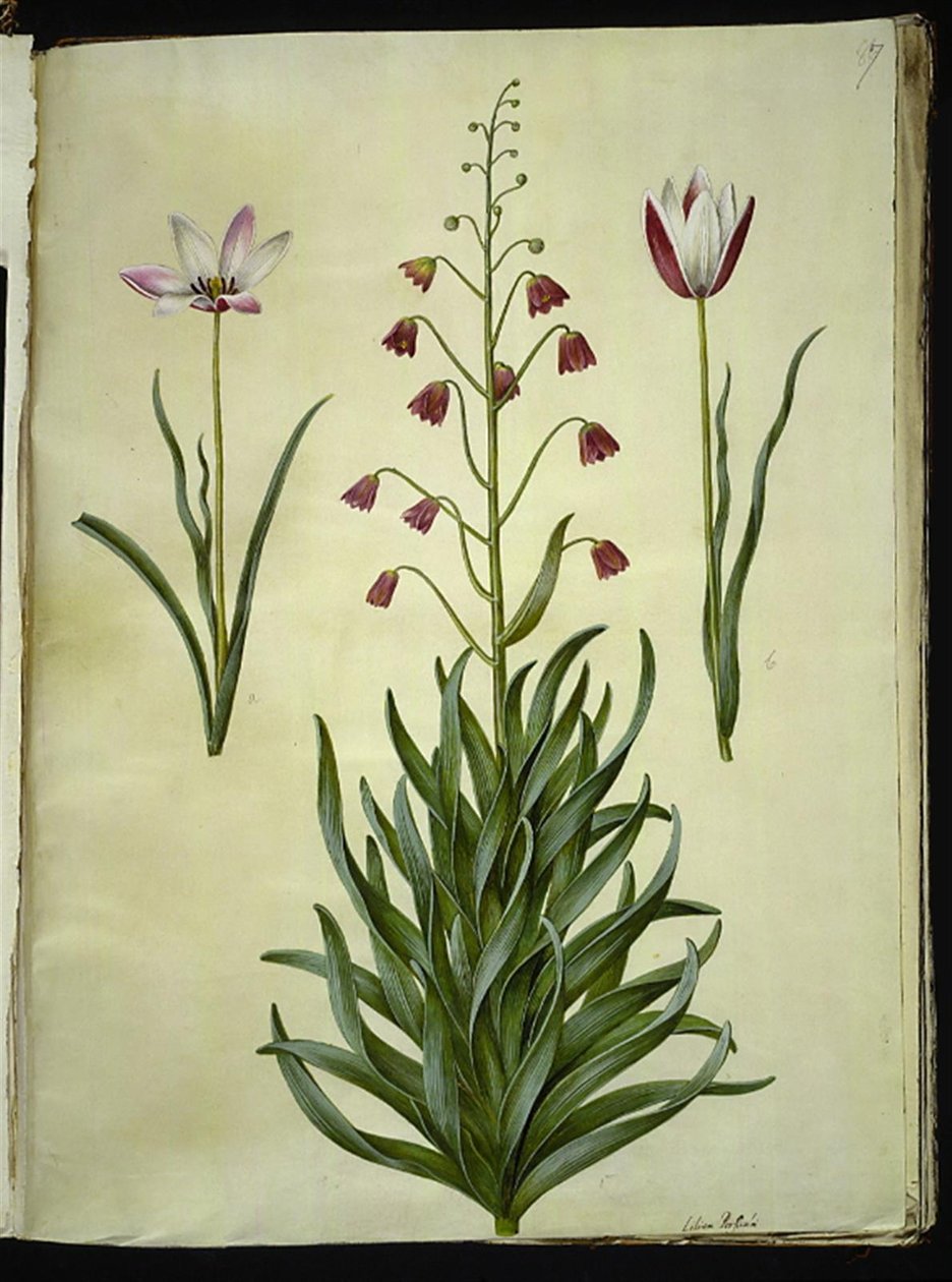 Tulipa clusiana (clusius-tulipan); Fritillaria persica (persisk fritillaria) 作者 汉斯-西蒙·霍尔茨贝克