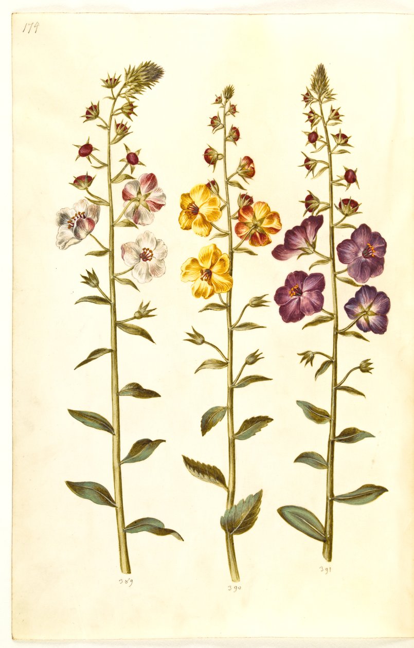 马鞭草（簇生锥花）；马鞭草凤仙花（紫色锥花） 作者 汉斯-西蒙·霍尔茨贝克