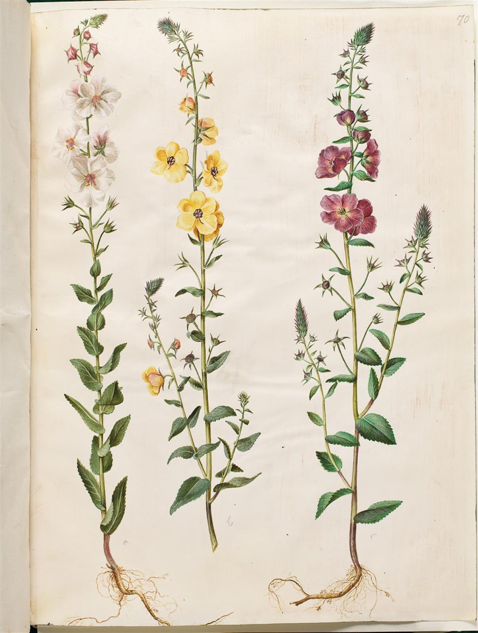 马鞭草（丛生锥花）；马鞭草凤仙花（紫色锥花） 作者 汉斯-西蒙·霍尔茨贝克