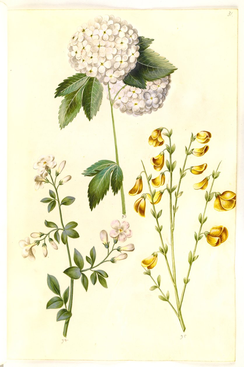荚蒾（普通雪球）；茉莉（药用茉莉）；帚扫帚（普通扫帚） 作者 汉斯-西蒙·霍尔茨贝克