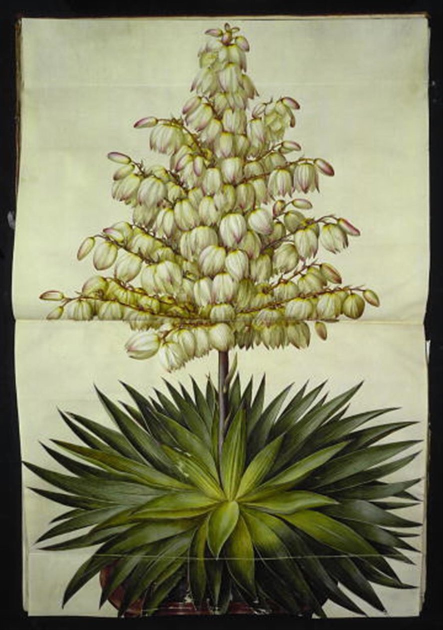 Yucca gloriosa (pragt-palmelilje) 作者 汉斯-西蒙·霍尔茨贝克