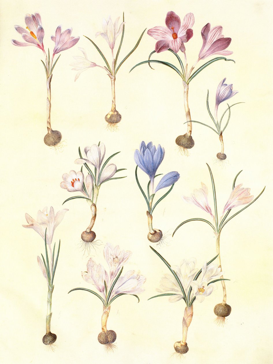 茼蒿 作者 汉斯-西蒙·霍尔茨贝克