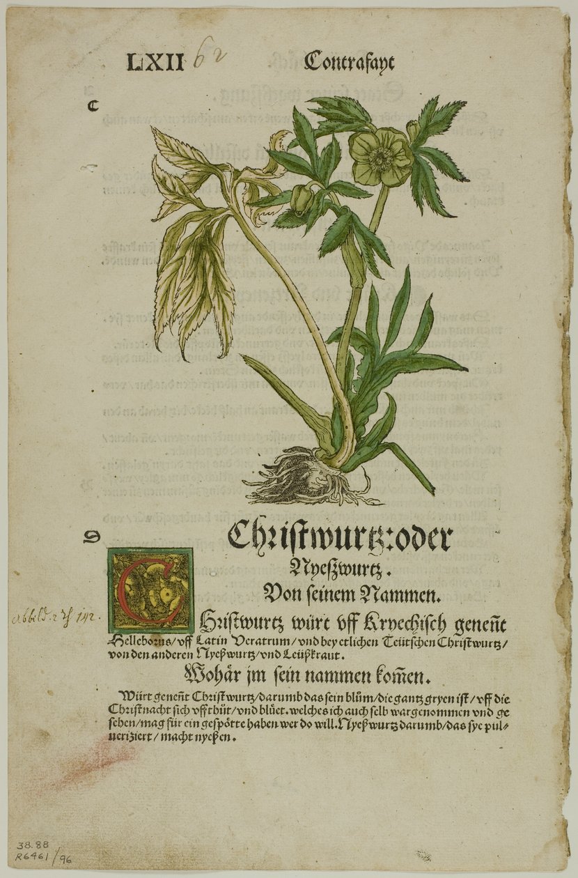 Christwurz（Hellebore），选自《植物标本馆》（Kräuterbuch），图版 96，选自《十六世纪书籍木刻》（Woodcuts from Books of the XVI Century）。 作者 汉斯·魏迪茨二世