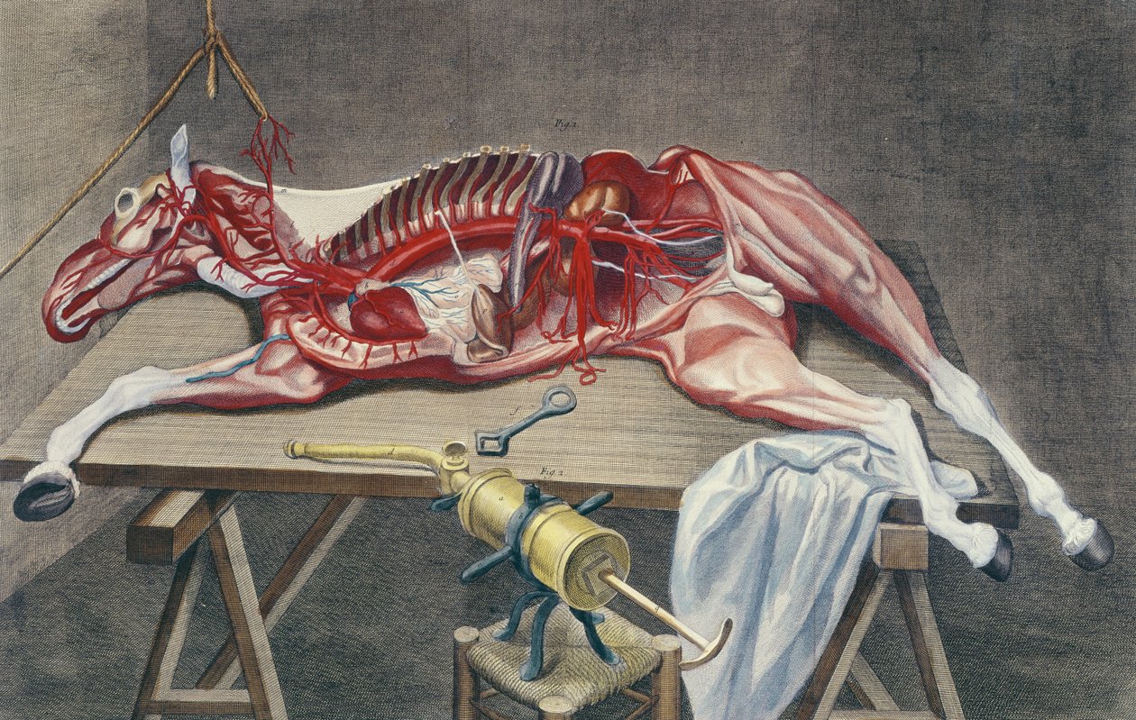 解剖马，来自&39;Cours d&39;Hippiatrique ou Trat Complet de la Medecine des Chevaux&39;by Philippe-Etienne Lafosse（1738-1820），由Hubert，1772年雕刻而成 作者 哈吉尼尔