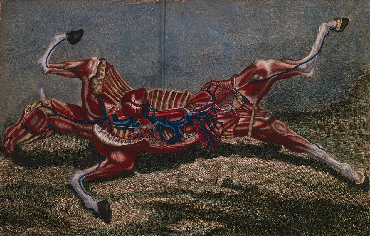 解剖马，来自&39;Cours d&39;Hippiatrique ou Trat Complet de la Medecine des Chevaux&39;by Philippe-Etienne Lafosse（1738-1820），由Claude Fessard雕刻，1772年 作者 哈吉尼尔