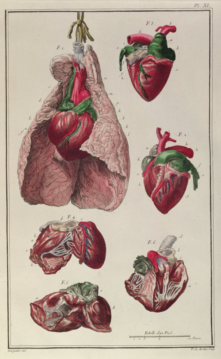 马的内部器官，来自&39;Cours d&39;Hippiatrique ou Trat Complet des Medecine des Chevaux&39;by Philippe-Etienne Lafosse（1738-1820），由FA Aveline刻，1772年 作者 哈吉尼尔