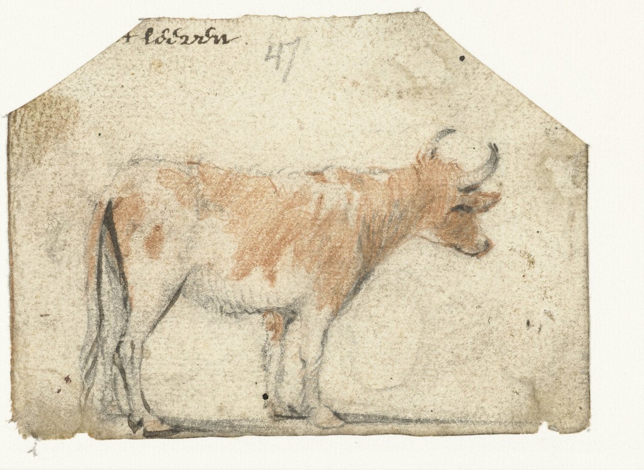 牛，从侧面看 作者 Harmen ter Borch