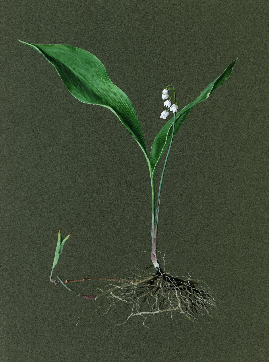 Convallaria majalis山谷的百合花，约1870-1920。 作者 哈罗德·德克沃特