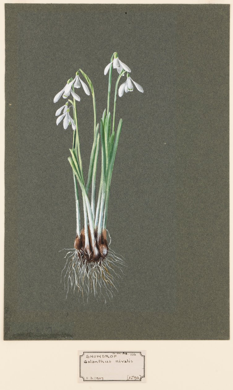 Galanthus nivalis L. Snowdrop，约1903-1915。 作者 哈罗德·德克沃特