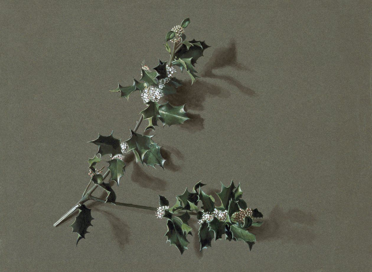 Ilex aquifolium L. Common Holly, 约1870-1920。 作者 哈罗德·德克沃特