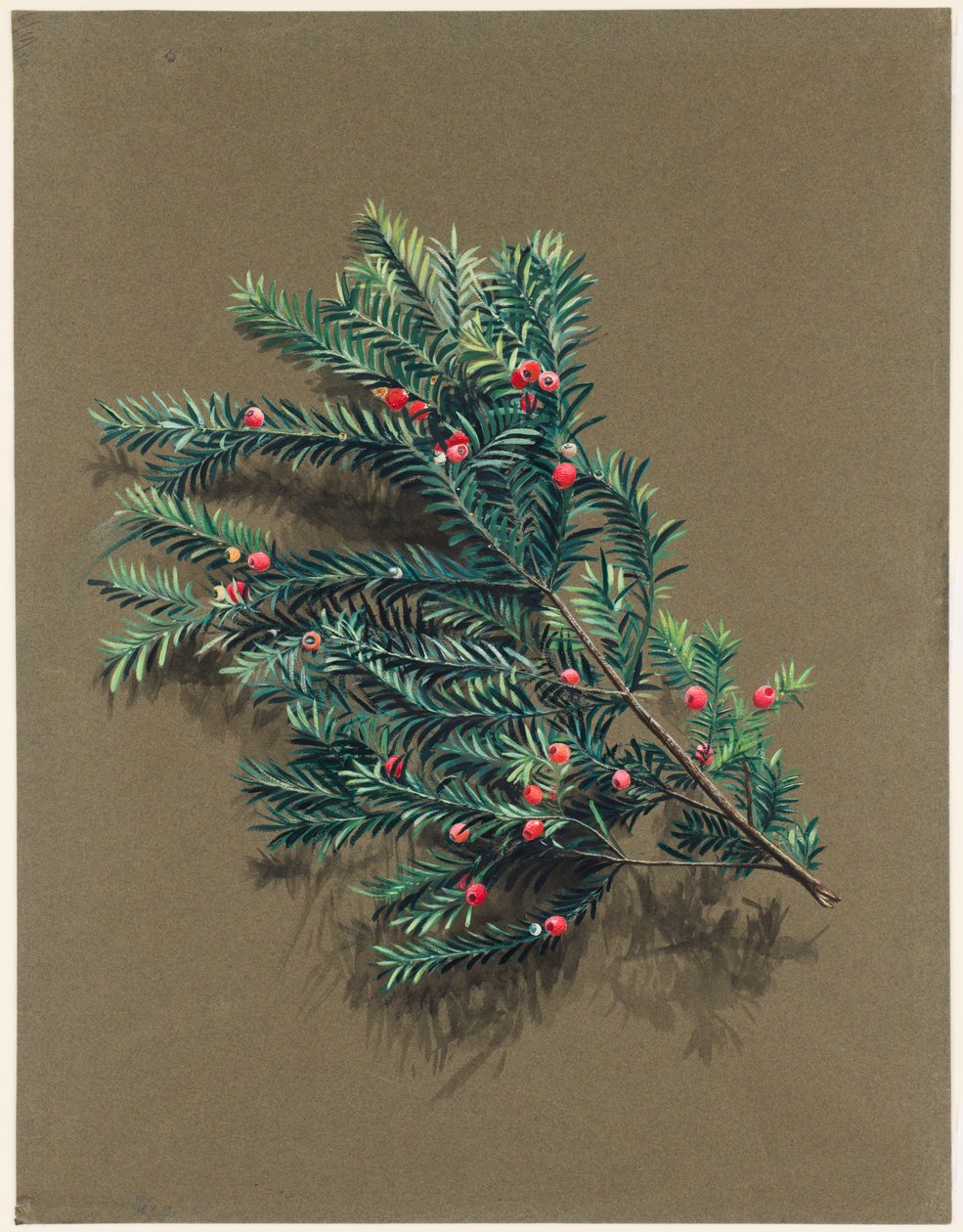 Taxus baccata L. Yew, c1903 -1915. 作者 哈罗德·德克沃特