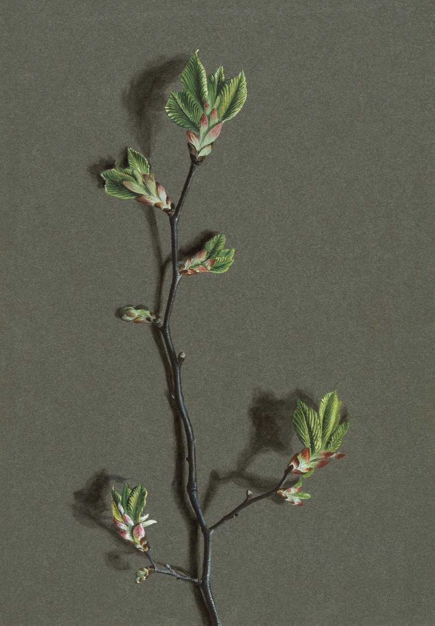 Ulmus glabra Huds Wych Elm, c1870-1920. 作者 哈罗德·德克沃特