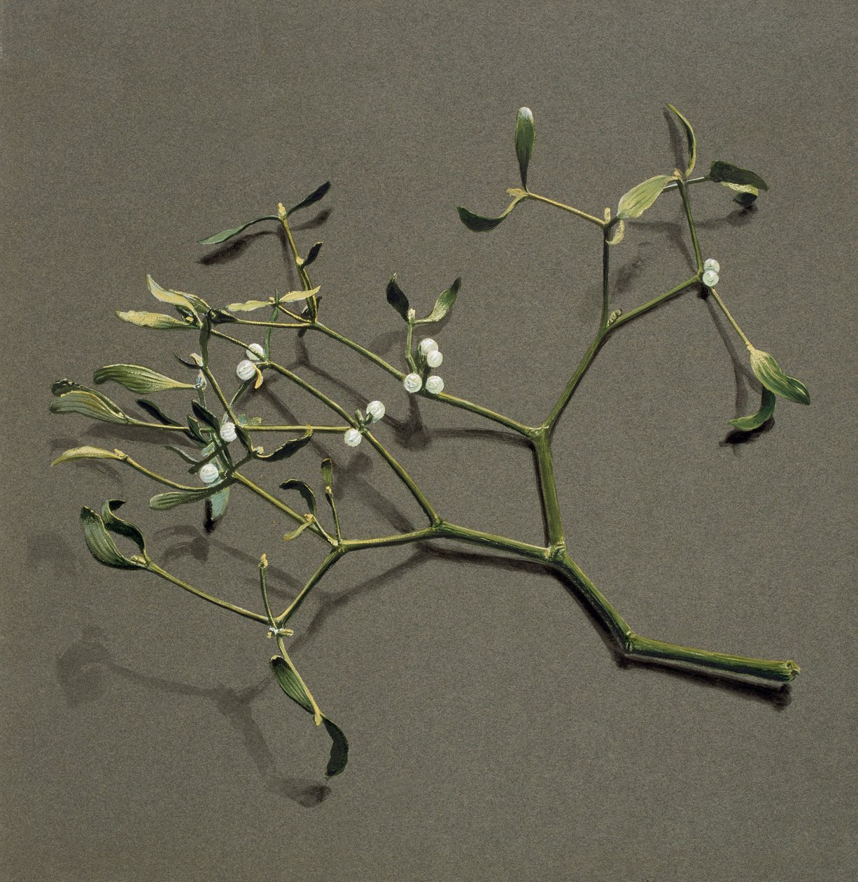 Viscum album L Mistletoe, c1870-1920. 作者 哈罗德·德克沃特
