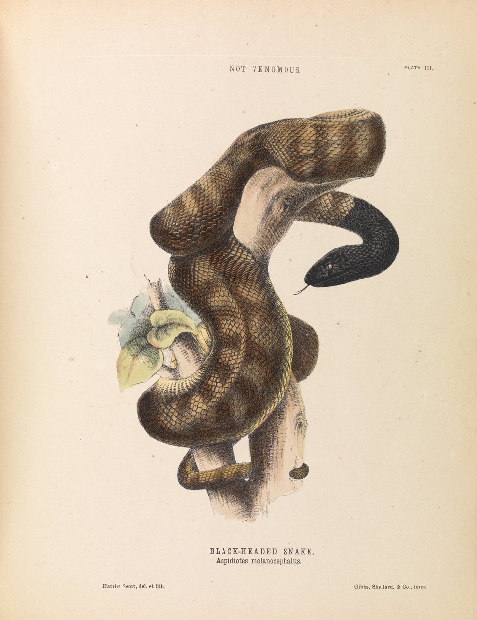 黑头蛇，Aspidiotes melanocephalus 作者 哈里特·斯科特