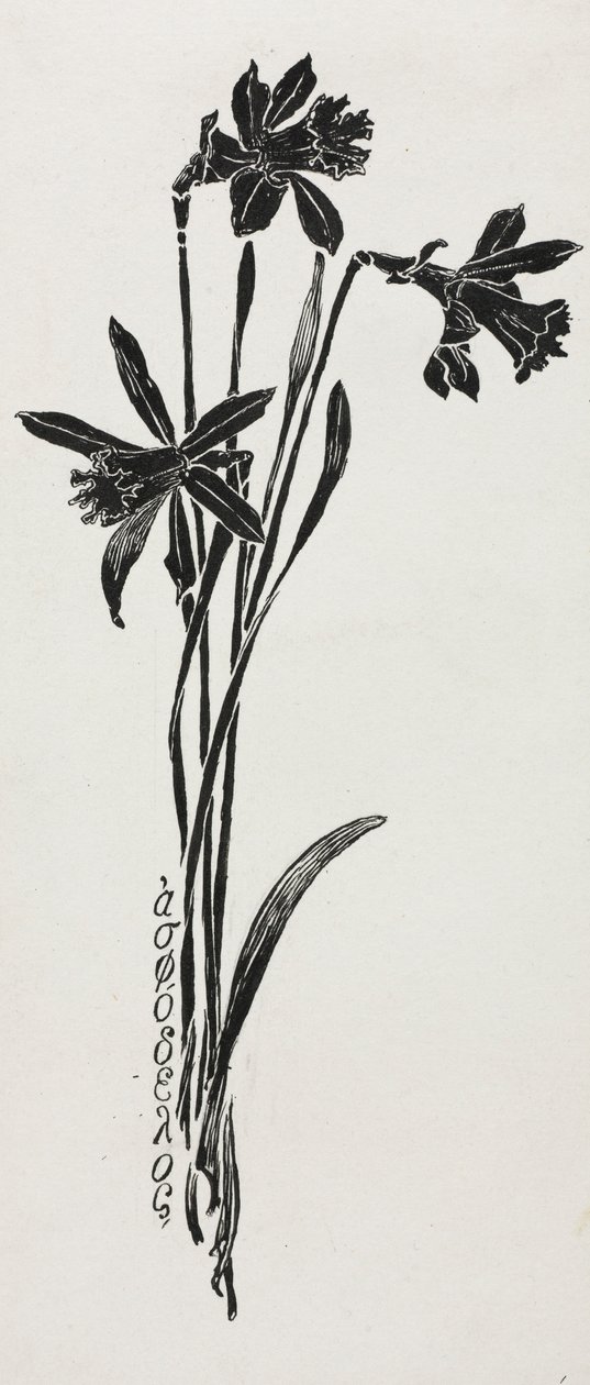 水仙花。 作者 哈里·芬恩