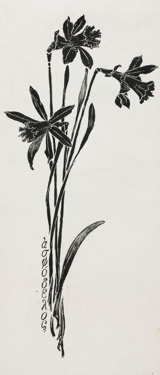 水仙花 作者 哈里·芬恩
