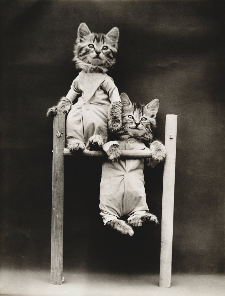 小猫系列：锻炼，约 1914 年（银质印刷品） 作者 哈里·惠蒂尔·弗里斯