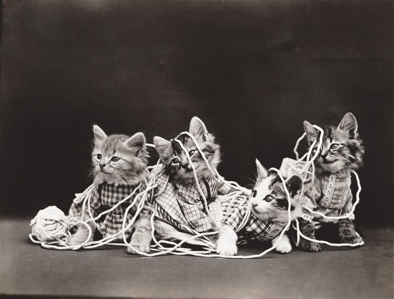 小猫系列：纱线缠绕》，约 1914 年（银质版画） 作者 哈里·惠蒂尔·弗里斯