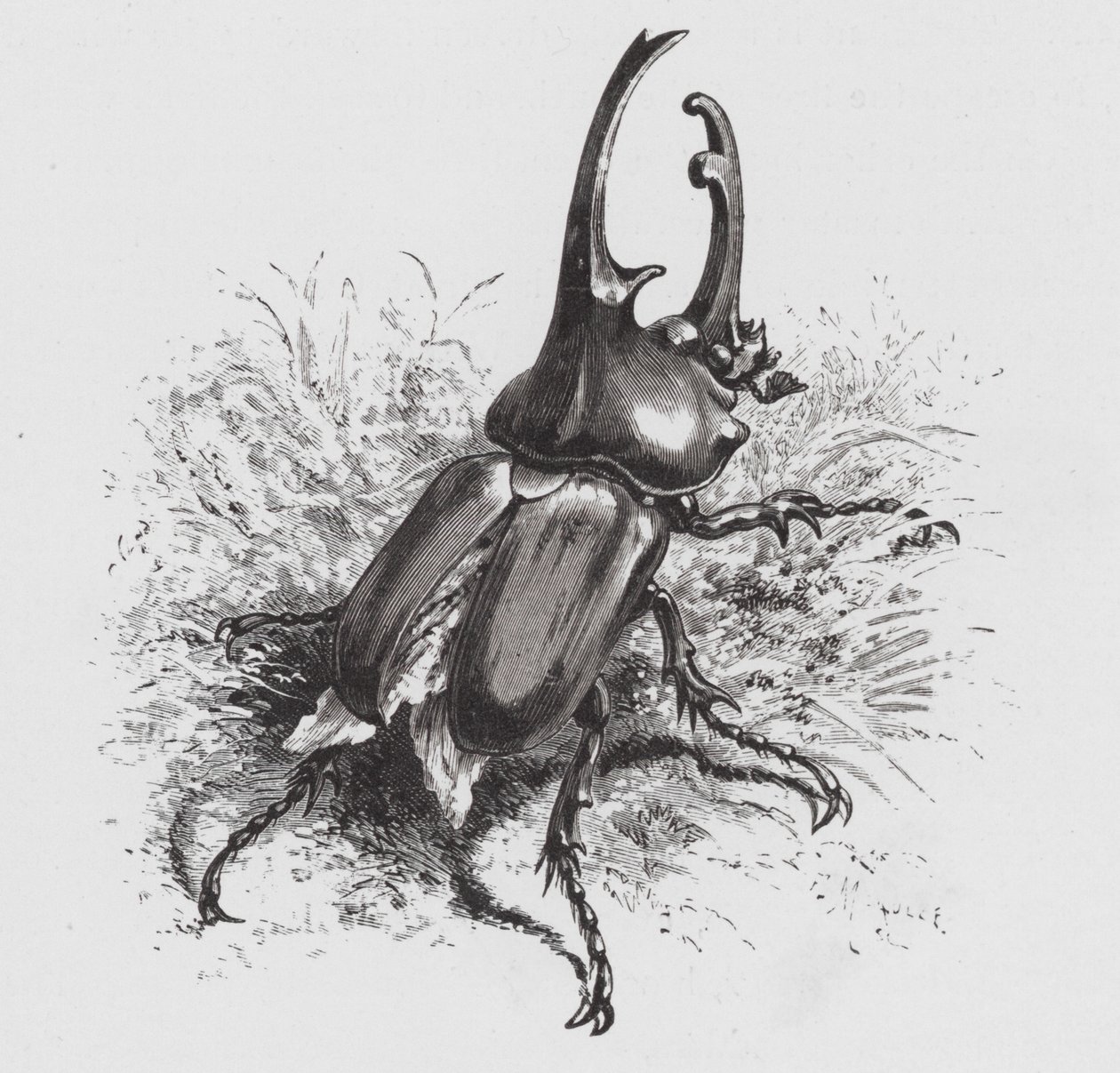 The Insect: Beetle (engraving) 作者 赫克托·贾科梅利