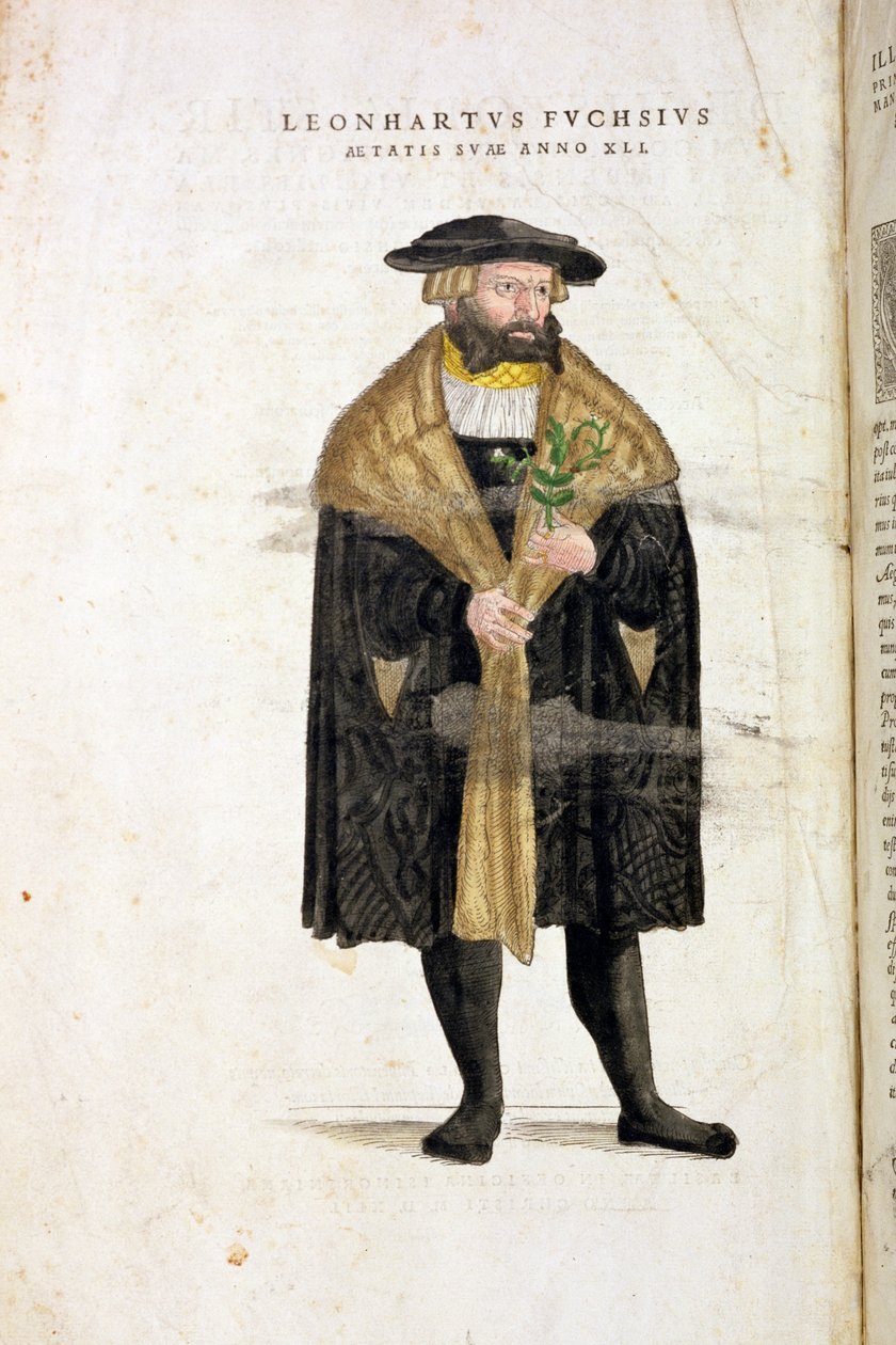 作者年龄41岁，来自“De Historia Stirpium Commentarii Insignes”，作者：Leonard Fuchs（1501-66），由Rudolphe Speckle（第1550页）刻，出版于1542年 作者 海因里希和迈尔（Albert Fullmaurer）
