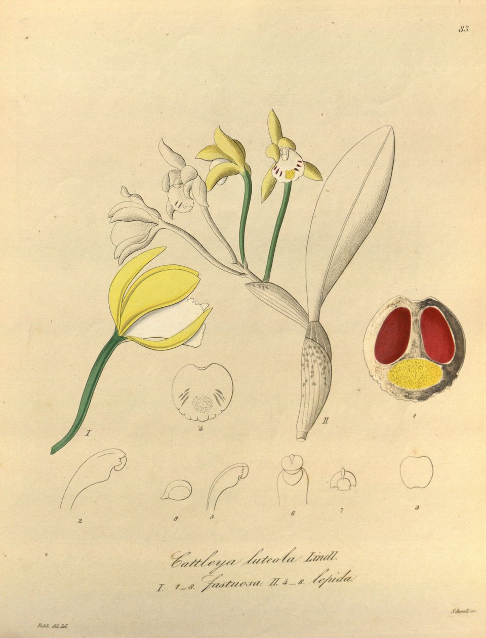 Cattleya luteola的例证 作者 海因里希·古斯塔夫·赖兴巴赫