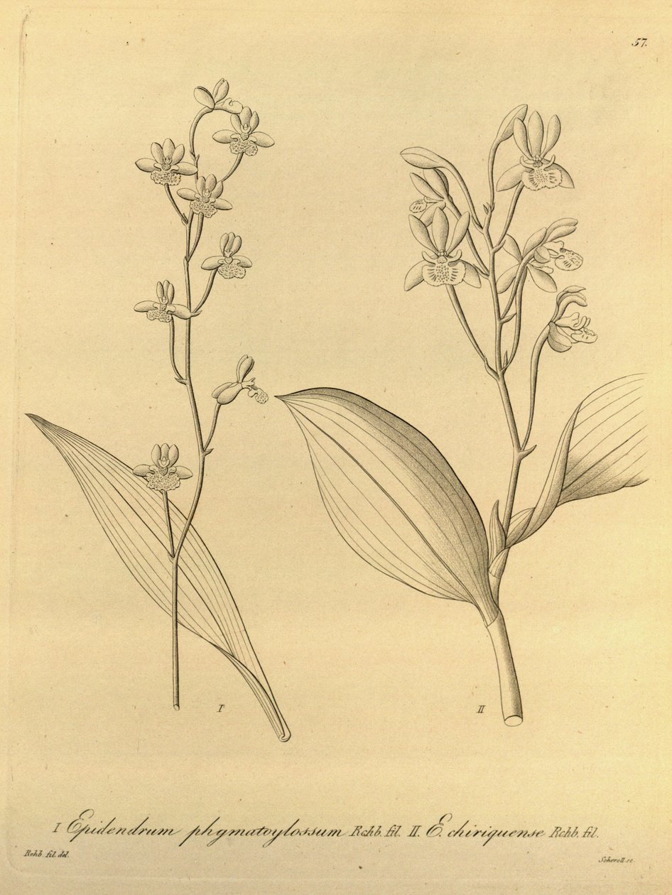 Prosthechea varicosa的插图（作为syn.epidendrum phymatoglossum和Epidendrum chiriquense） 作者 海因里希·古斯塔夫·赖兴巴赫