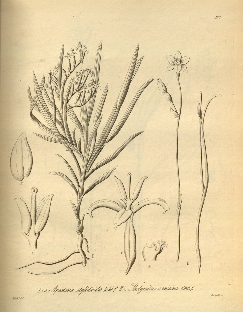 Apostasia wallichii（作为Apostasia stylidioides） - Thelymitra cornicina 作者 海因里希·古斯塔夫·赖兴巴赫