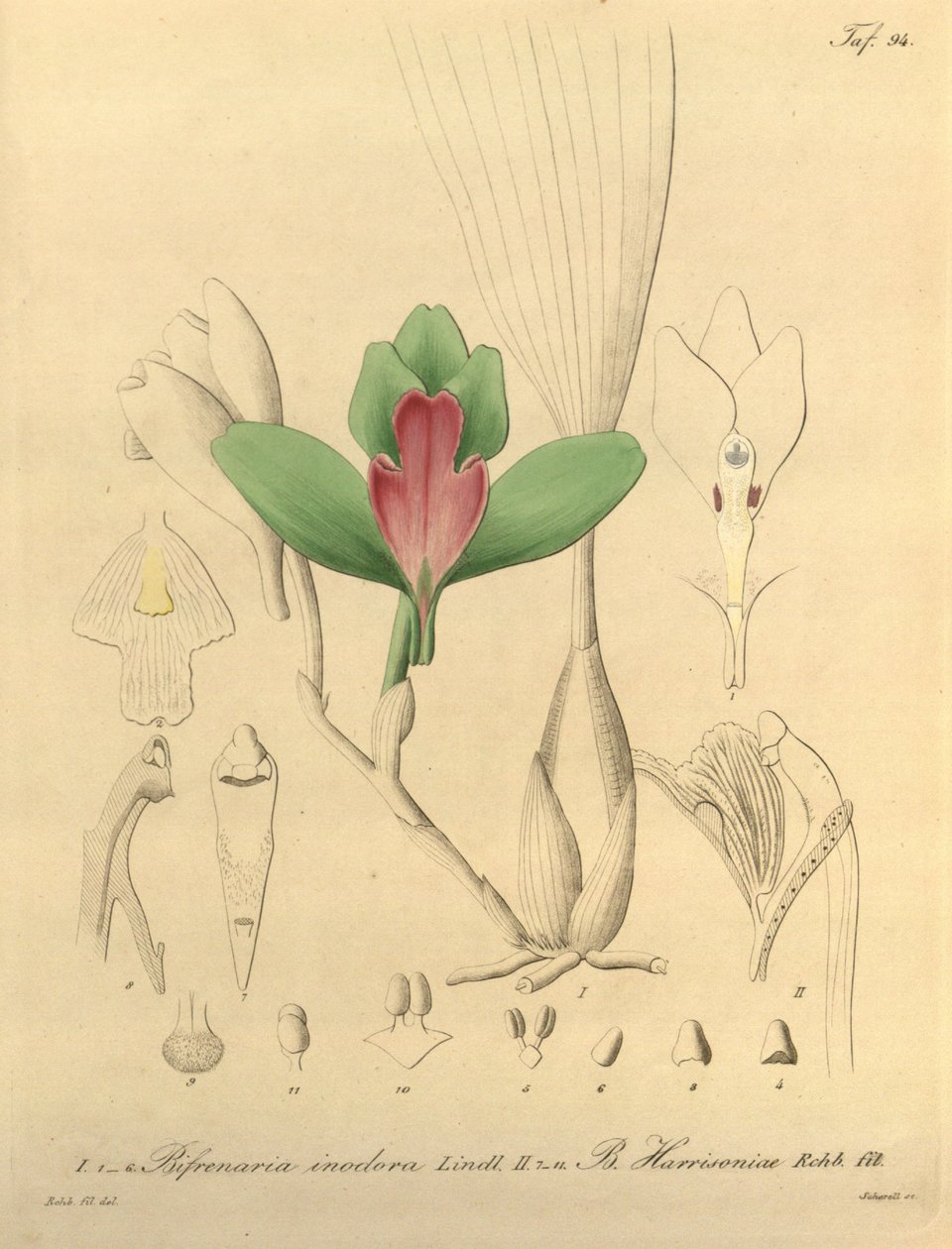 Bifrenaria inodora + harrisoniae 作者 海因里希·古斯塔夫·赖兴巴赫