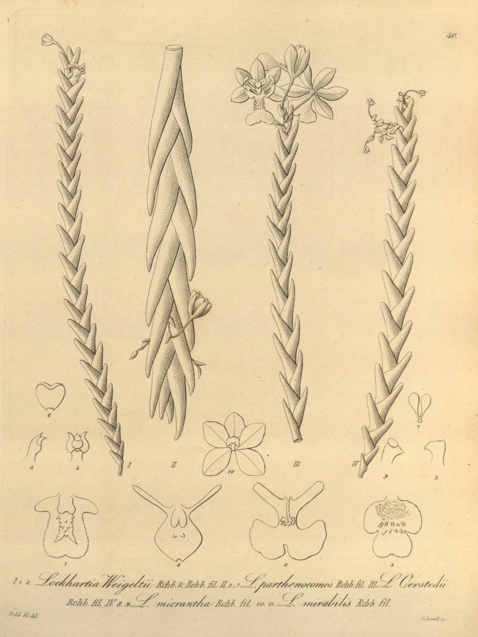 洛克哈蒂亚 - 秋莎 第 1 卷（1858 年） 图 40 作者 海因里希·古斯塔夫·赖兴巴赫
