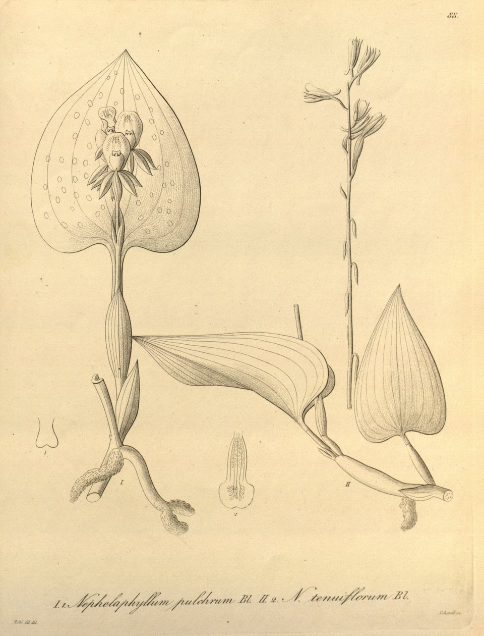 本文件来自生物多样性遗产图书馆，可通过以下网址在线获取：biodiversitylibrary.org/page/696488 作者 海因里希·古斯塔夫·赖兴巴赫