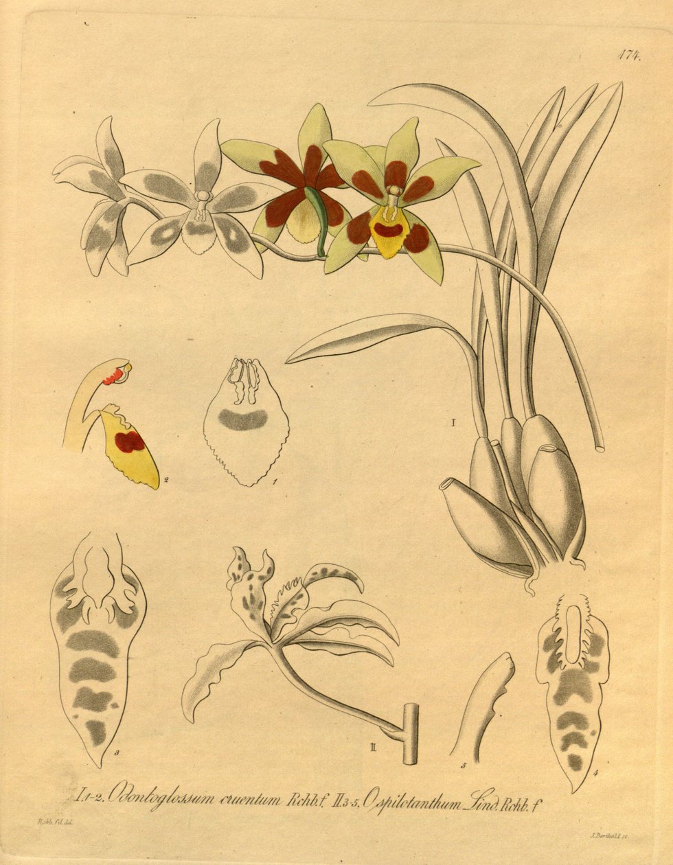 本文件来自生物多样性遗产图书馆，可通过以下网址在线获取：biodiversitylibrary.org/page/698370 作者 海因里希·古斯塔夫·赖兴巴赫