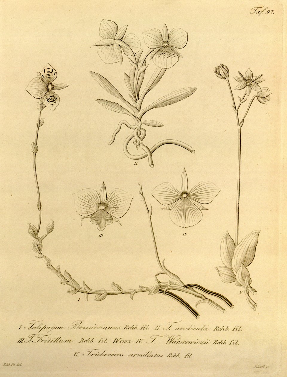 本文件来自生物多样性遗产图书馆，可通过以下网址在线获取：biodiversitylibrary.org/page/696497 作者 海因里希·古斯塔夫·赖兴巴赫