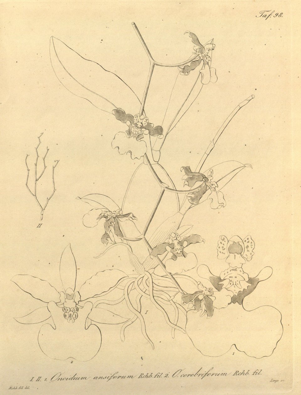 本文件来自生物多样性遗产图书馆，可通过以下网址在线获取：biodiversitylibrary.org/page/696498 作者 海因里希·古斯塔夫·赖兴巴赫