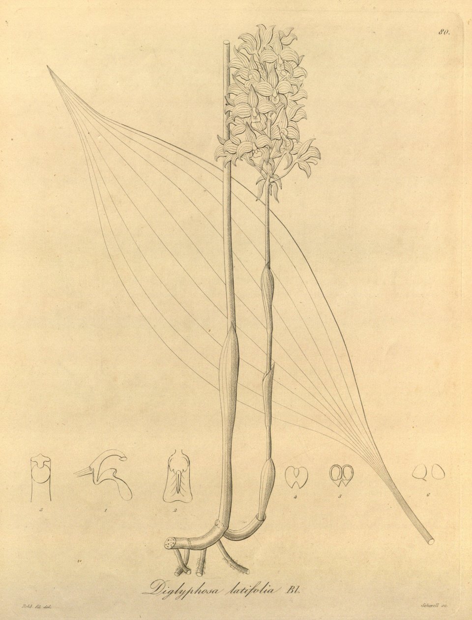 本文件来自生物多样性遗产图书馆，可通过以下网址在线获取：biodiversitylibrary.org/page/696480 作者 海因里希·古斯塔夫·赖兴巴赫