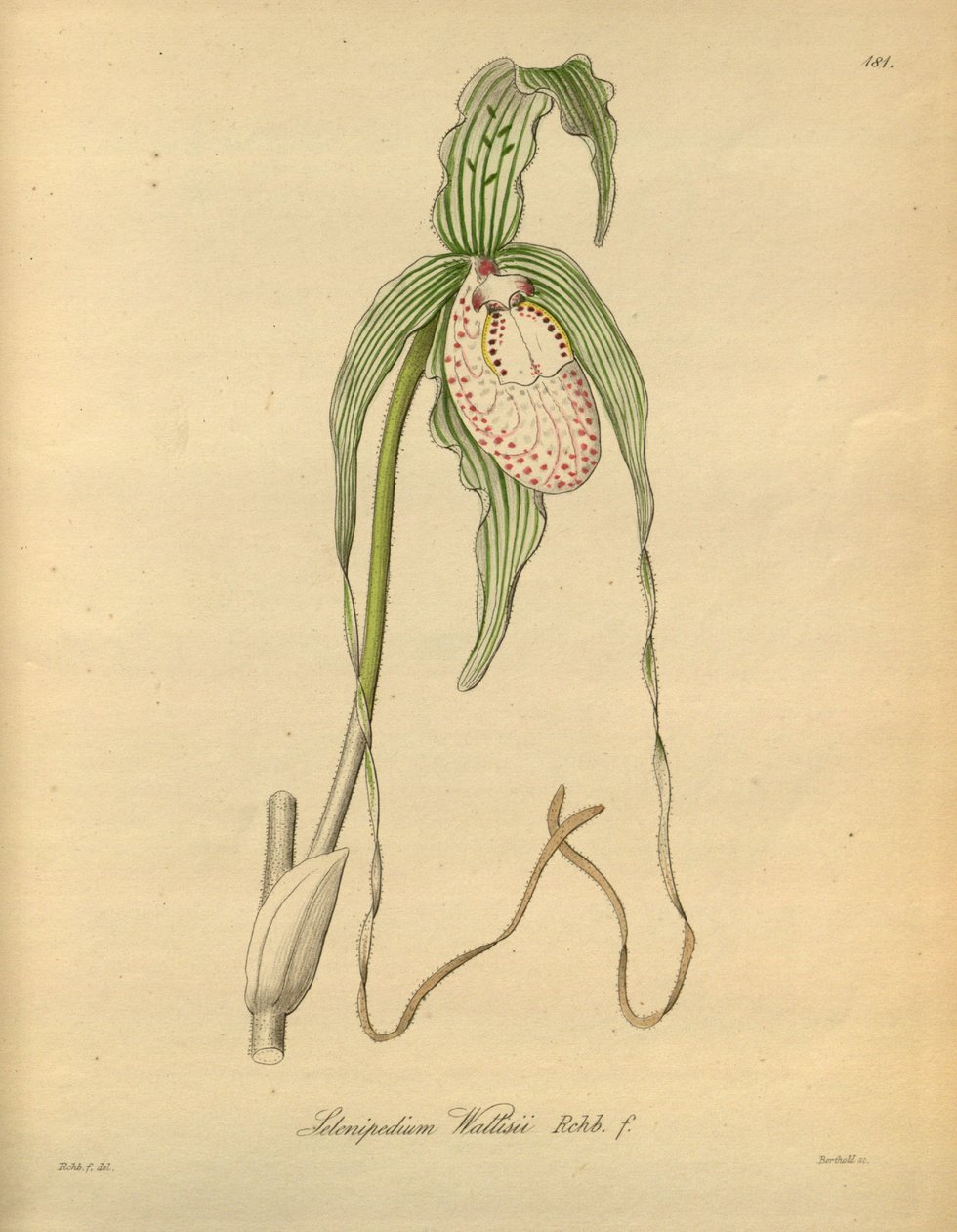 该文件来自生物多样性遗产图书馆，可在线获取：biodiversitylibrary.org/page/698377 作者 海因里希·古斯塔夫·赖兴巴赫